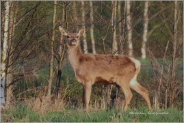 <p>JELEN LESNÍ (Cervus elaphus) Šluknovsko - Valdek /Red deer - Rothirsch/</p>